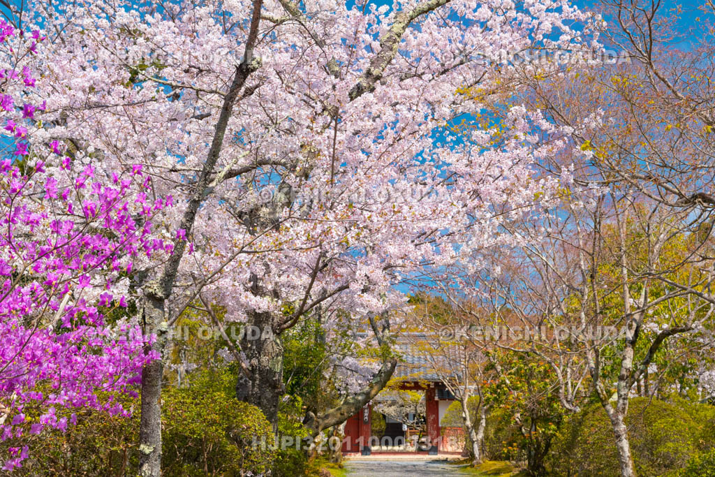 京都府　常照寺　吉野門と桜