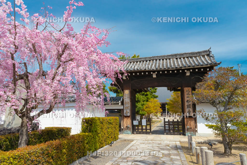 京都府　妙顕寺　山門と枝垂桜