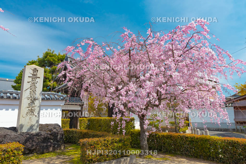 京都府　妙顕寺　山門と枝垂桜