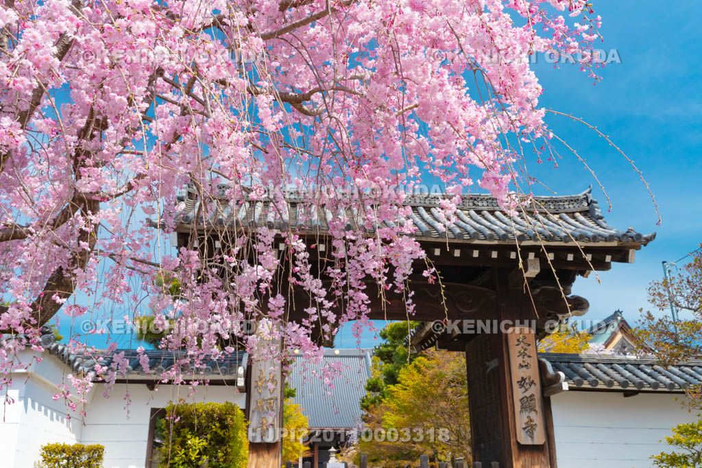 京都府　妙顕寺　山門と枝垂桜