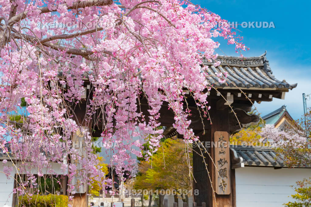 京都府　妙顕寺　山門と枝垂桜