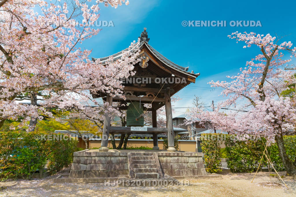 京都府　妙顕寺　鐘楼と桜　