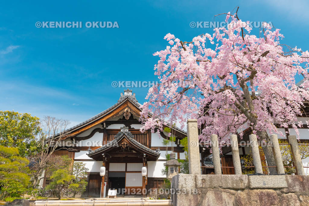 京都府　妙顕寺　庫裏と枝垂桜