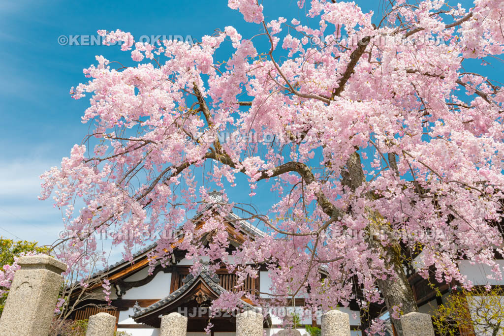 京都府　妙顕寺　庫裏と枝垂桜