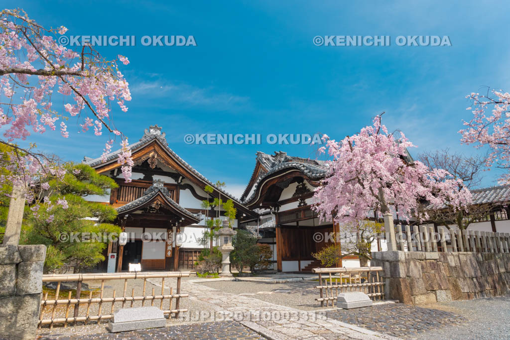 京都府　妙顕寺　枝垂桜