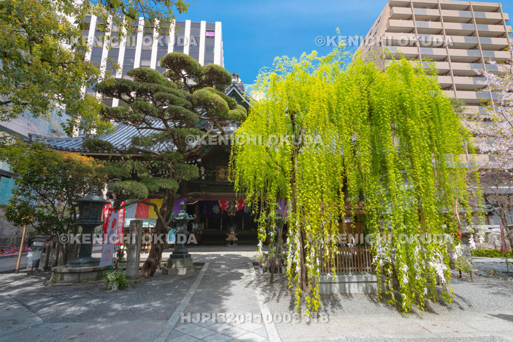 京都府　六角堂　頂法寺　縁結びの六角柳