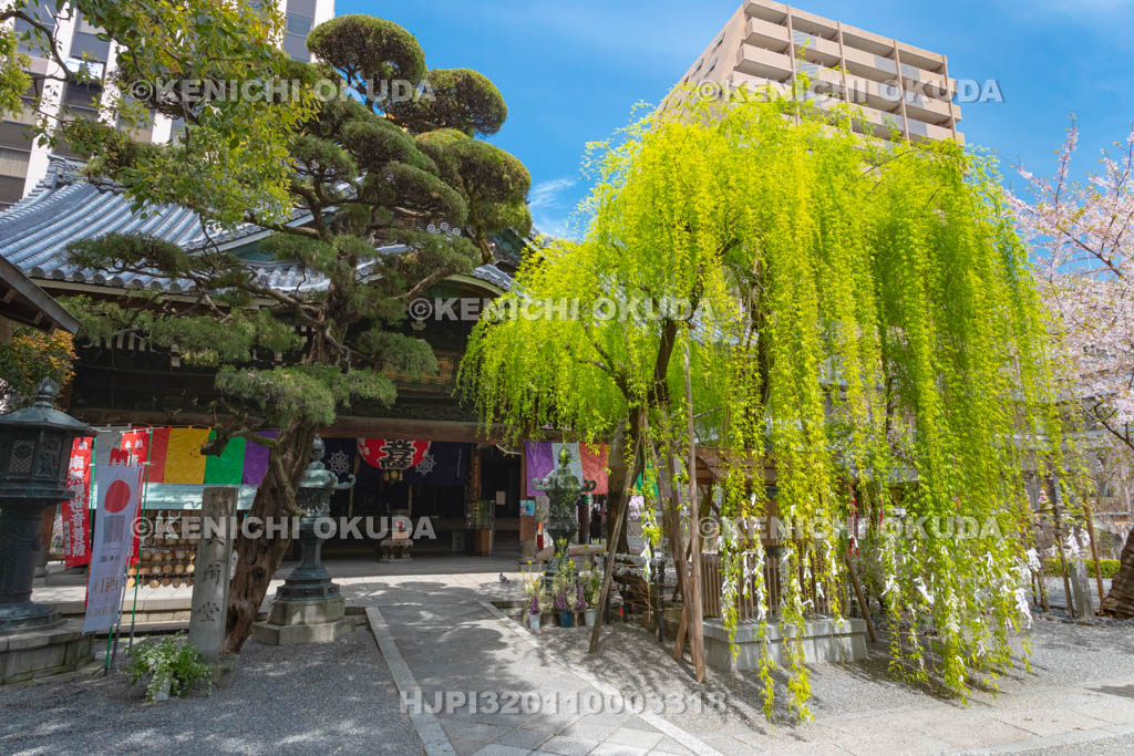 京都府　六角堂　頂法寺　縁結びの六角柳