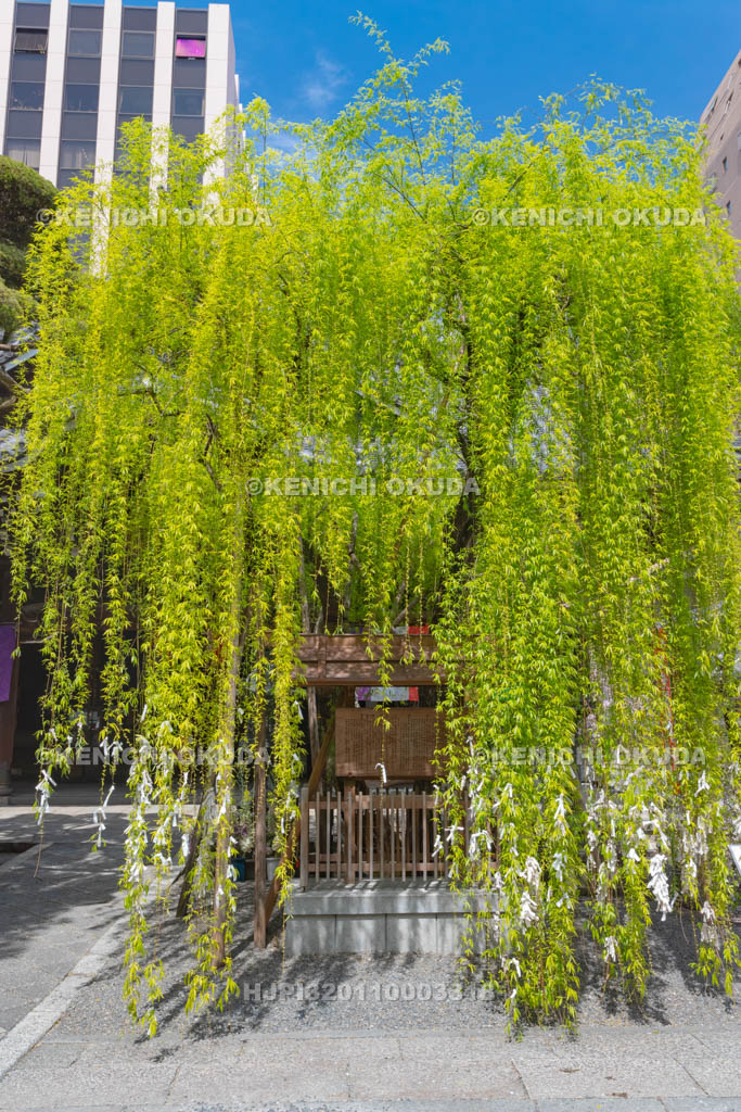 京都府　六角堂　頂法寺　縁結びの六角柳