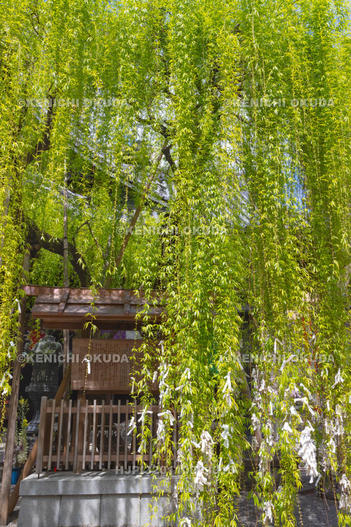 京都府　六角堂　頂法寺　縁結びの六角柳