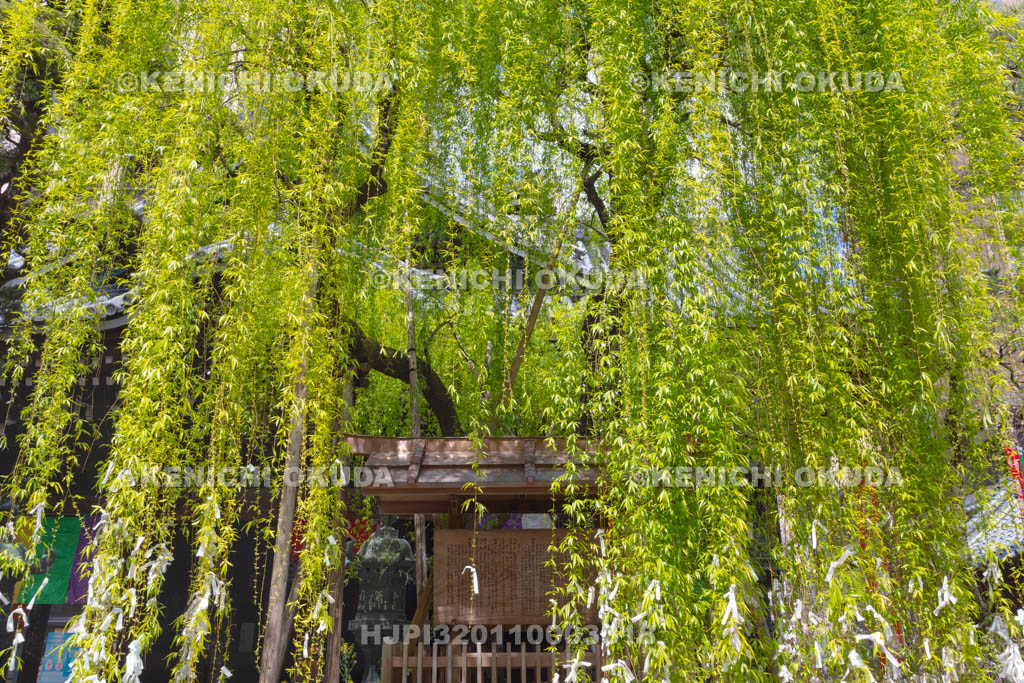 京都府　六角堂　頂法寺　縁結びの六角柳