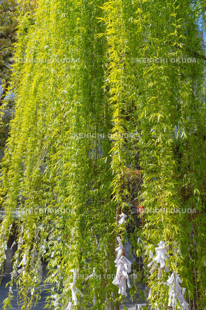 京都府　六角堂　頂法寺　縁結びの六角柳