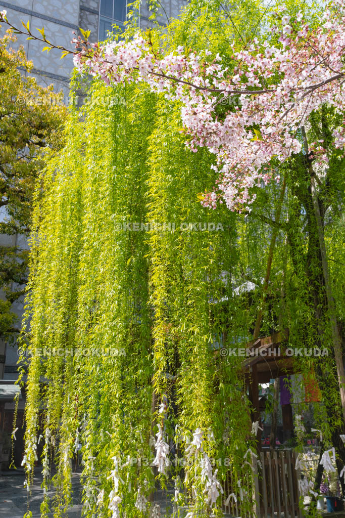 京都府　六角堂　頂法寺　桜と六角柳
