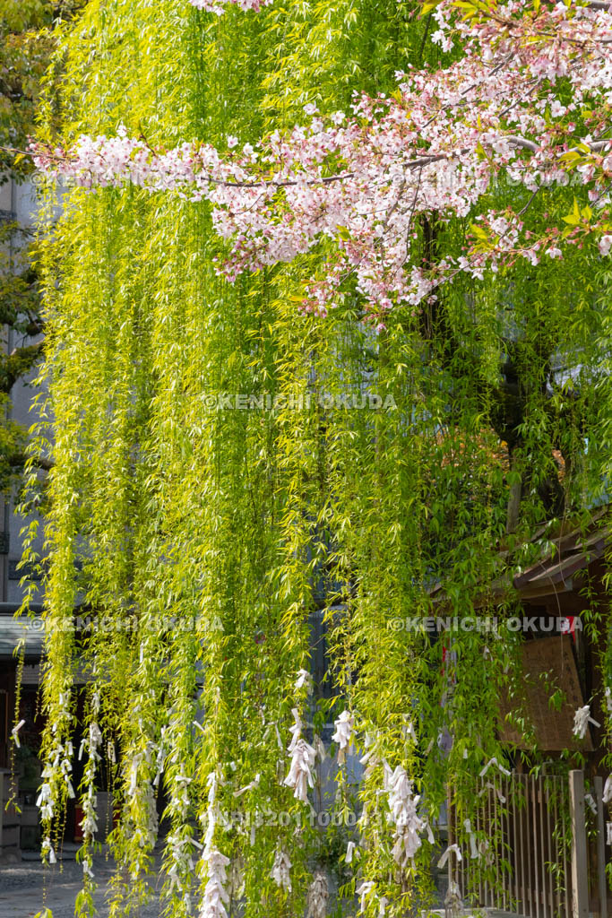 京都府　六角堂　頂法寺　桜と六角柳