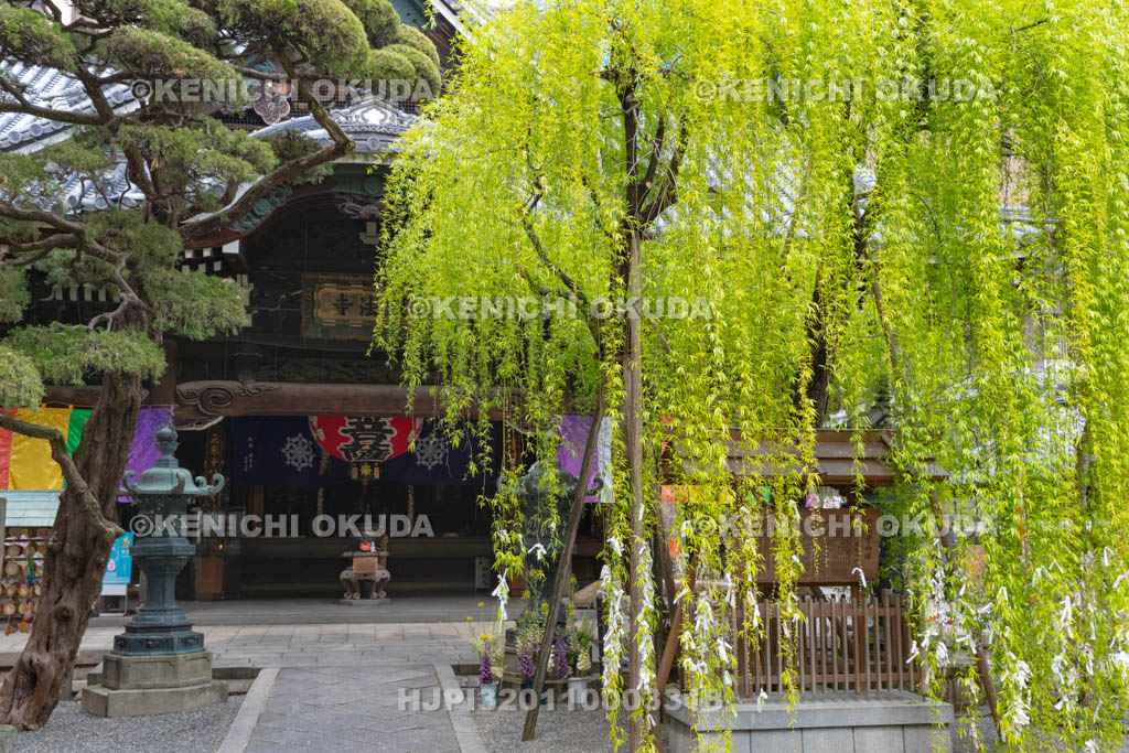 京都府　六角堂　頂法寺　縁結びの六角柳