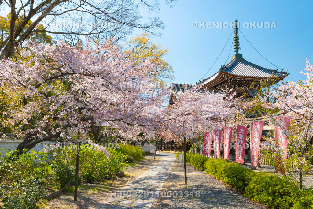 京都府　本法寺　桜と参道
