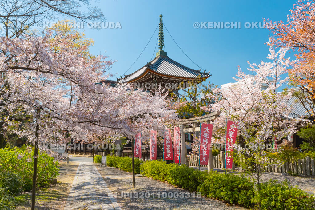 京都府　本法寺　桜と参道