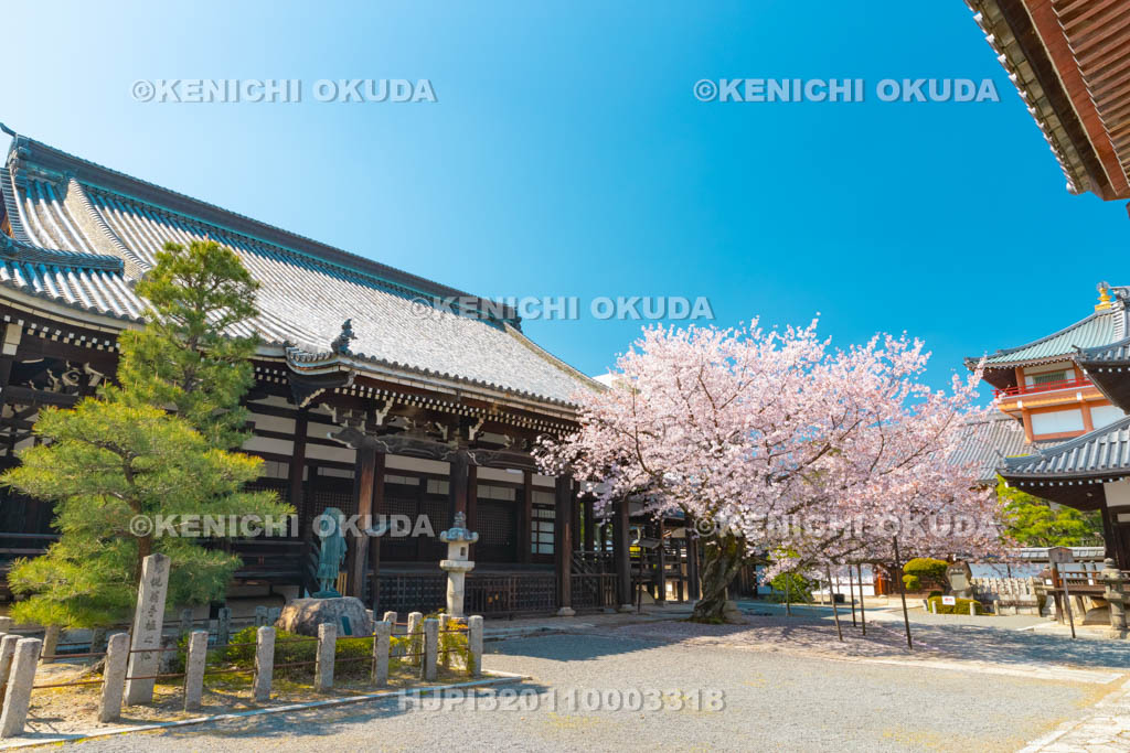 京都府　本法寺　桜と本堂