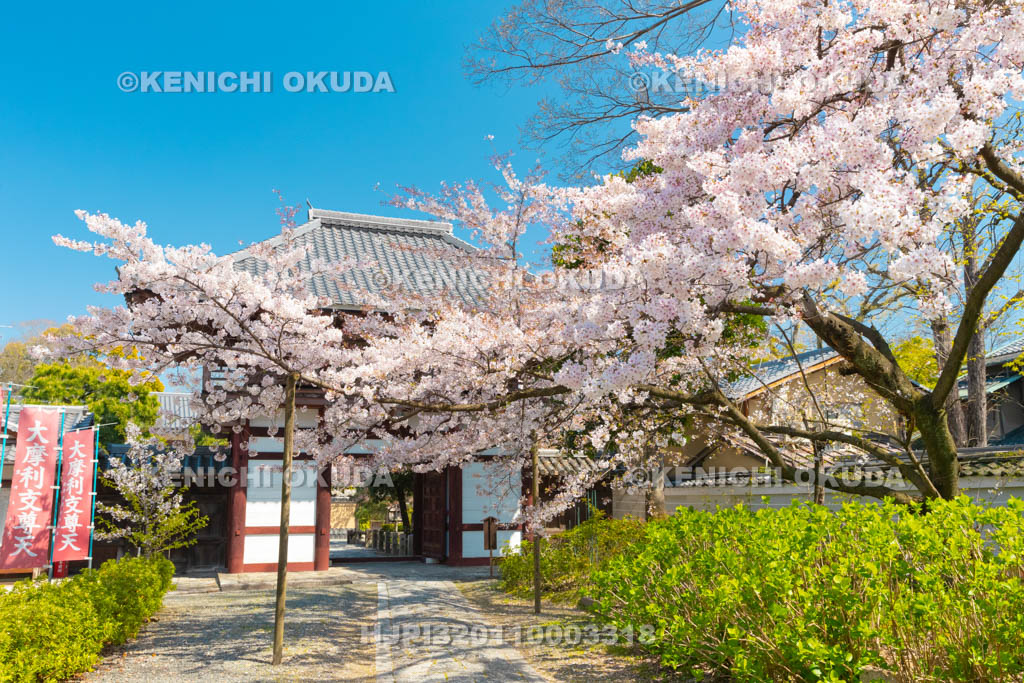 京都府　本法寺　桜と山門