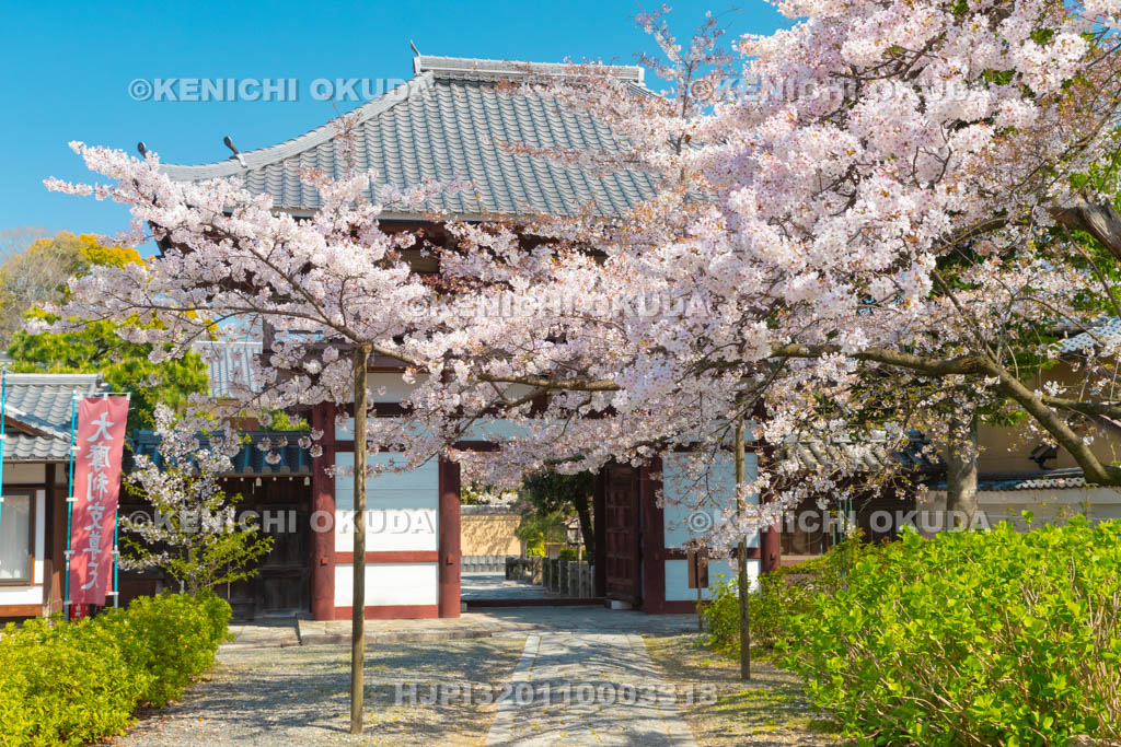 京都府　本法寺　桜と山門