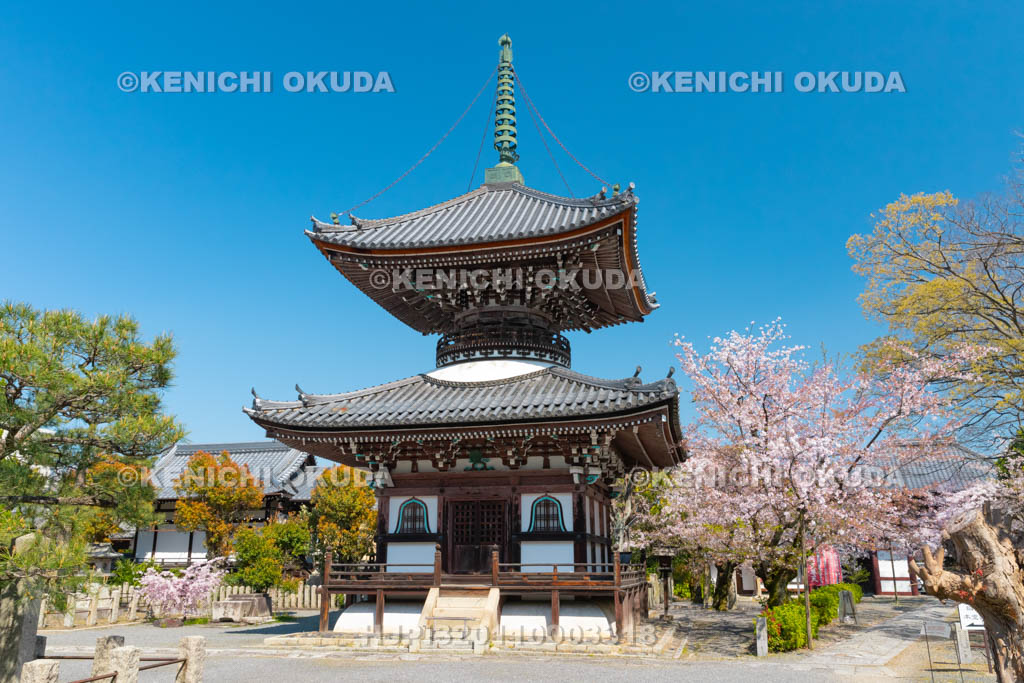 京都府　本法寺　桜と多宝塔