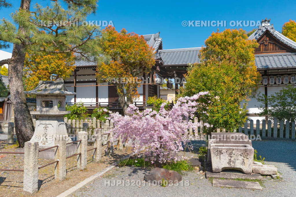 京都府　本法寺　枝垂桜
