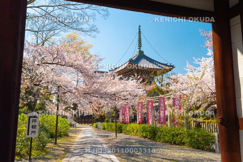 京都府　本法寺　桜と参道