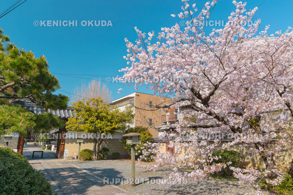 京都府　千本釈迦堂　大報恩寺　桜と参道