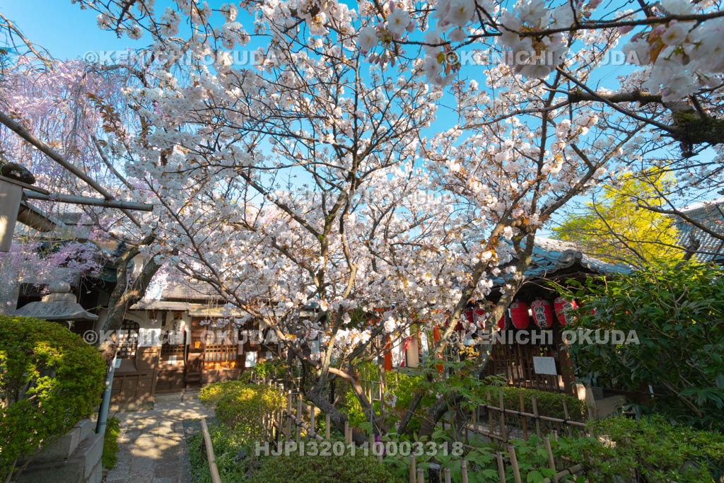 京都府　雨宝院　桜　