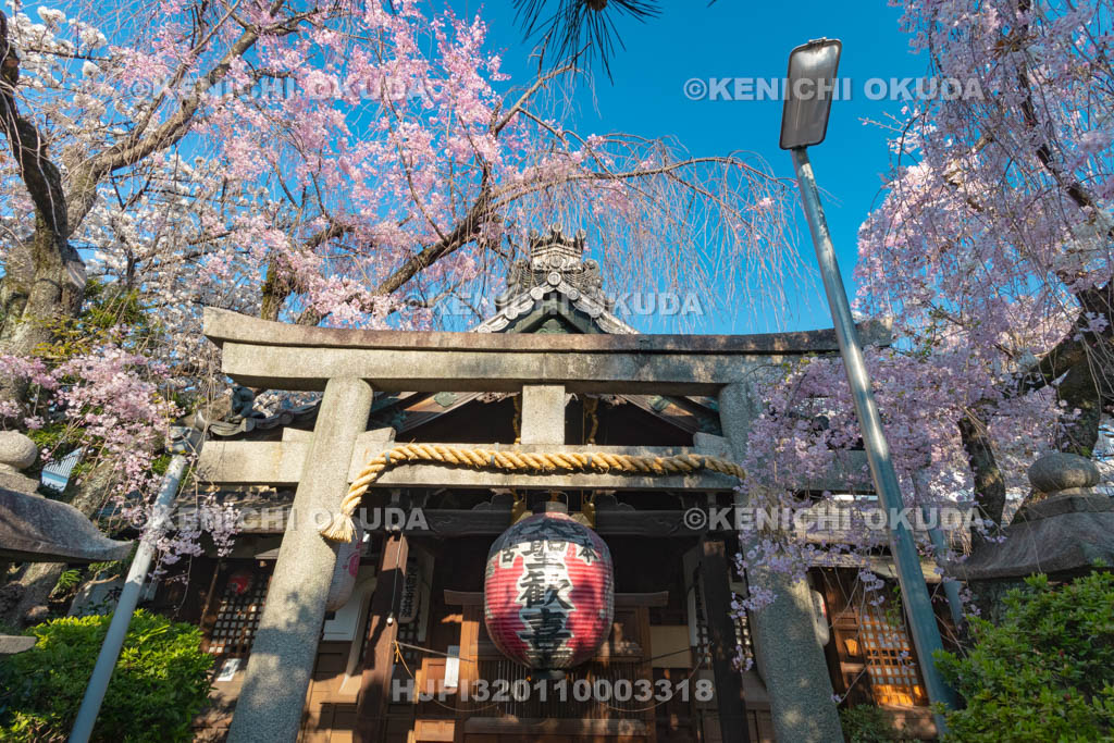 京都府　雨宝院　桜　