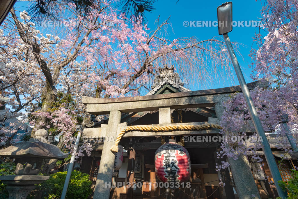 京都府　雨宝院　桜　