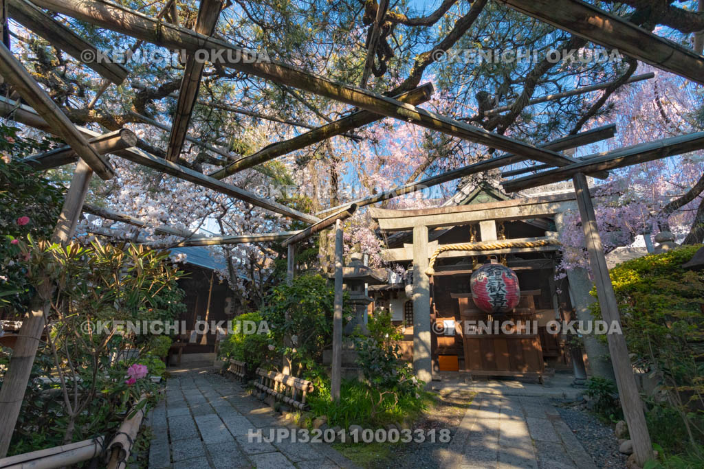 京都府　雨宝院　桜　