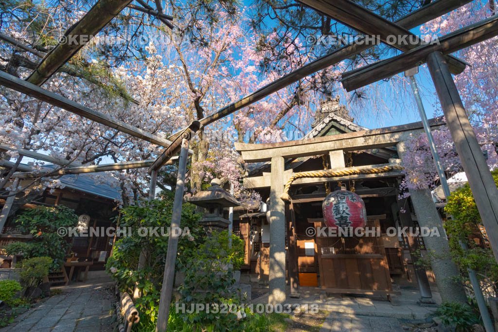 京都府　雨宝院　桜　