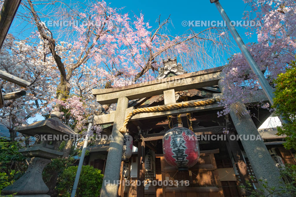 京都府　雨宝院　桜　