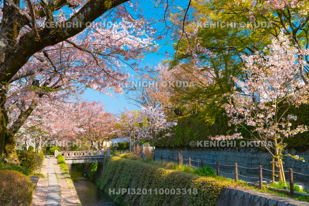 京都府　哲学の道　桜
