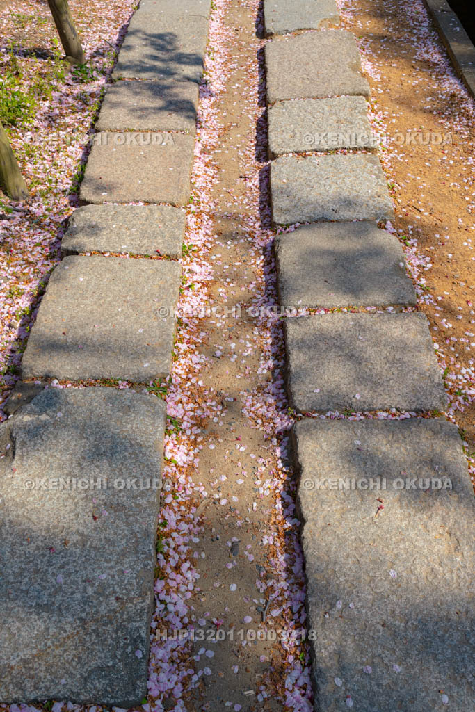 京都府　哲学の道　こぼれ桜