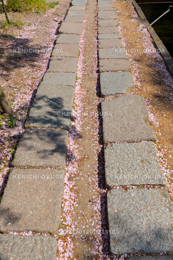 京都府　哲学の道　こぼれ桜