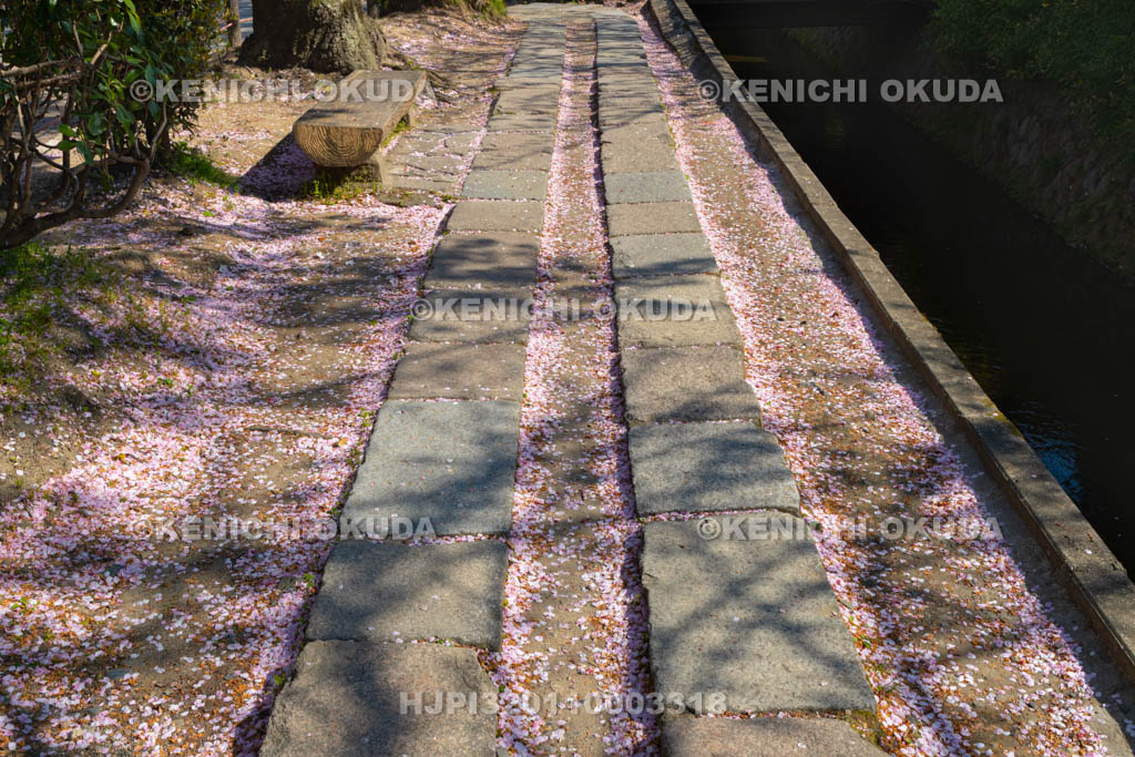 京都府　哲学の道　こぼれ桜