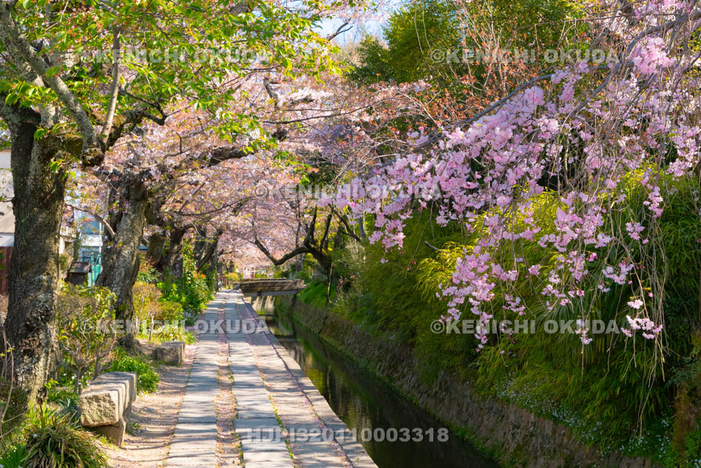 京都府　哲学の道　桜