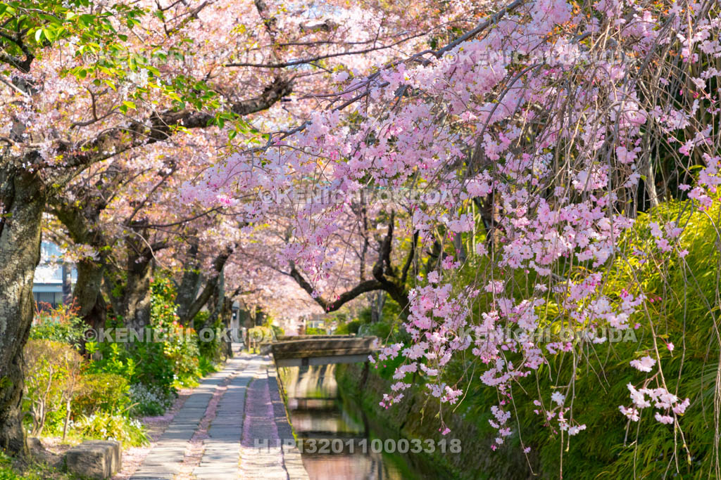 京都府　哲学の道　桜