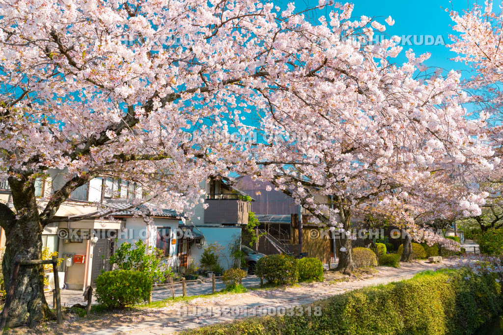 京都府　哲学の道　桜