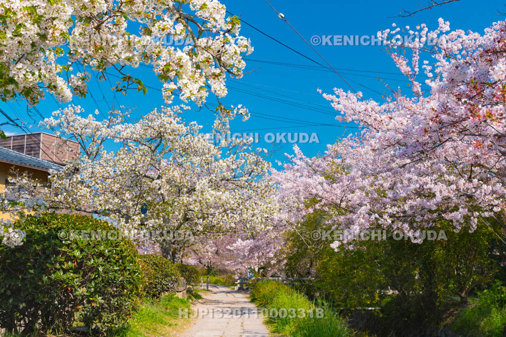 京都府　哲学の道　桜
