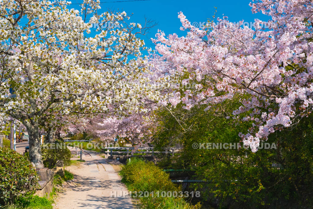 京都府　哲学の道　桜