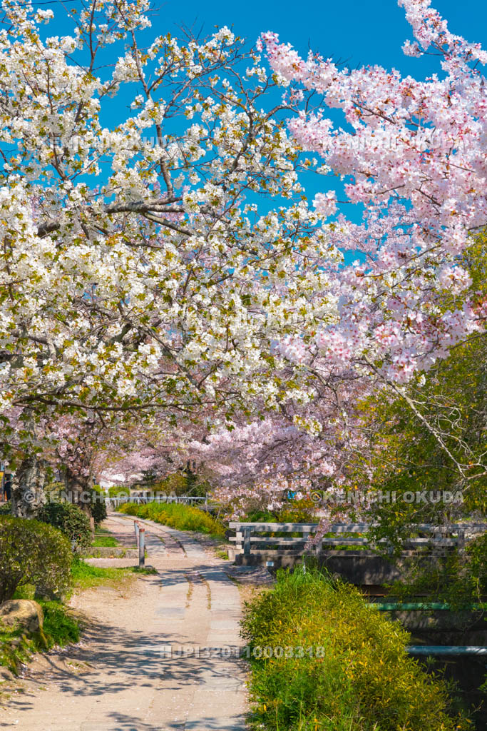 京都府　哲学の道　桜