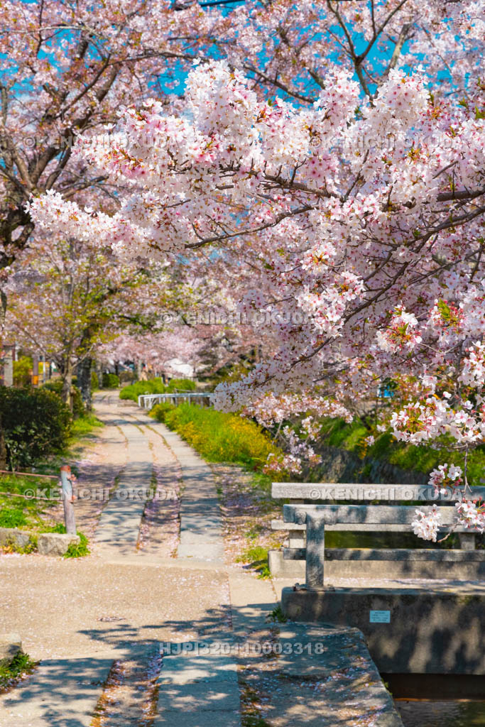 京都府　哲学の道　桜