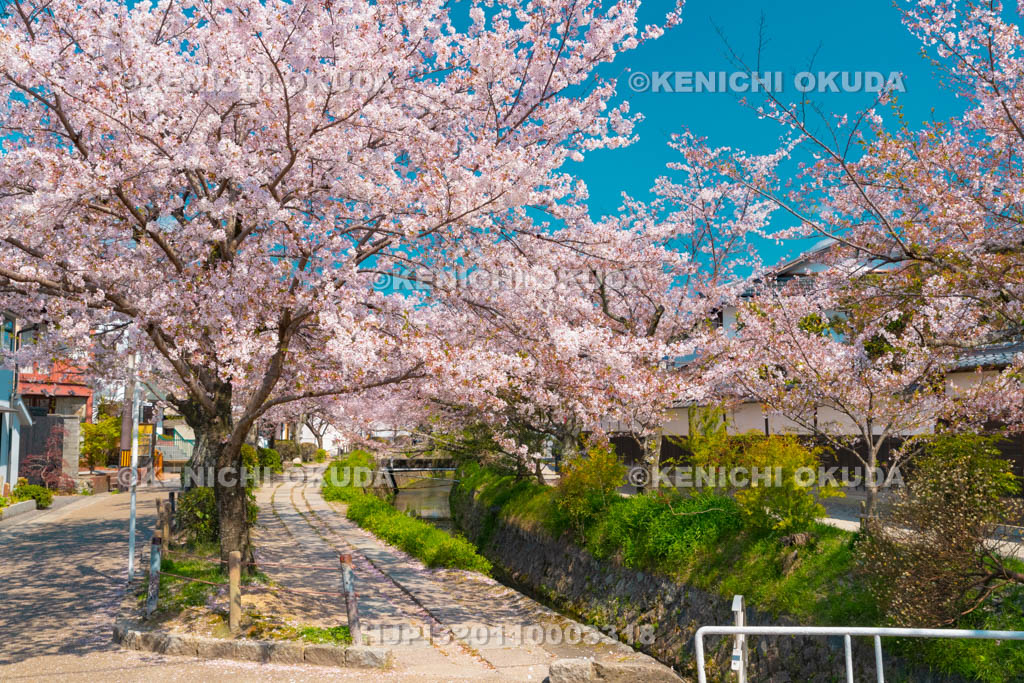 京都府　哲学の道　桜