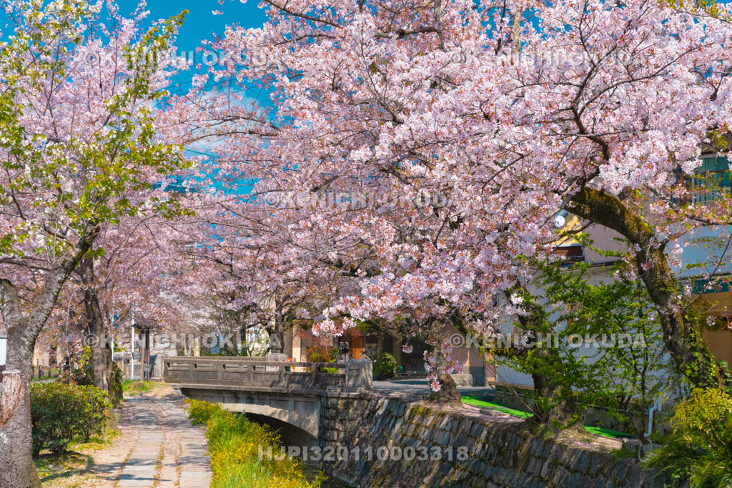 京都府　哲学の道　桜