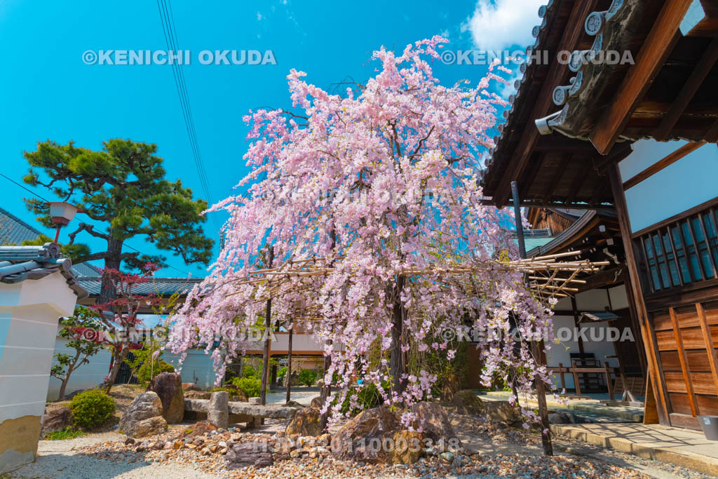 京都府　妙蓮寺　枝垂桜