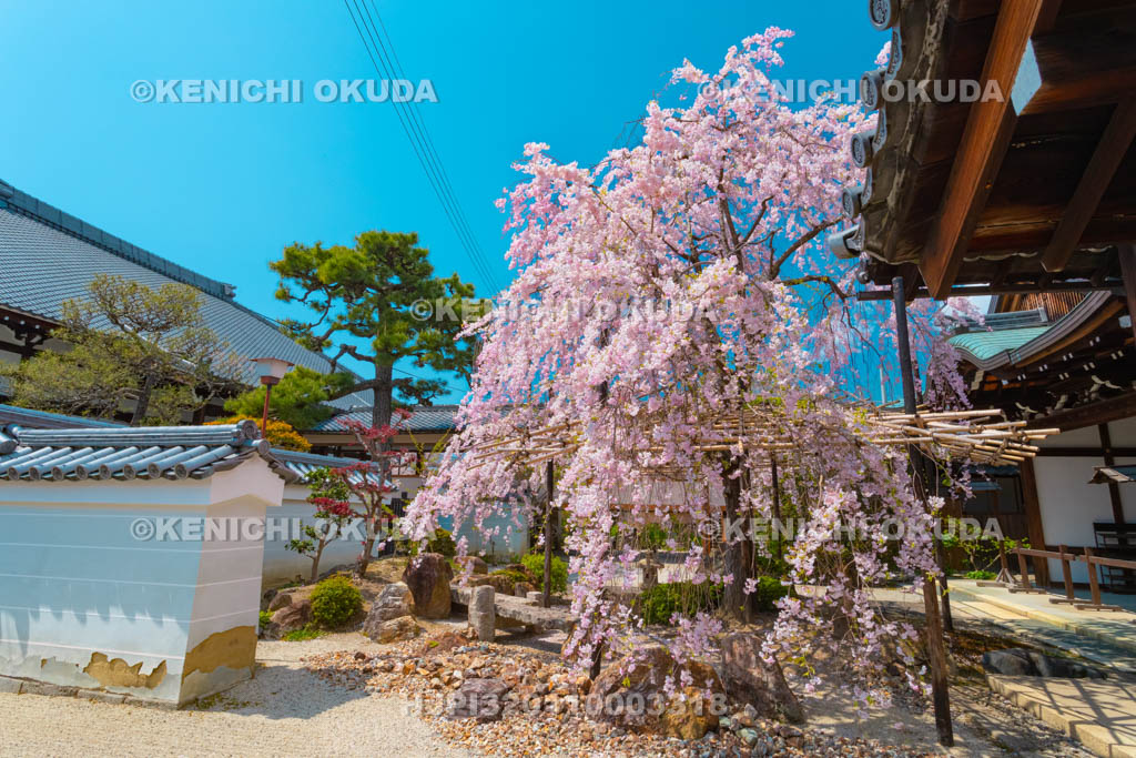 京都府　妙蓮寺　枝垂桜