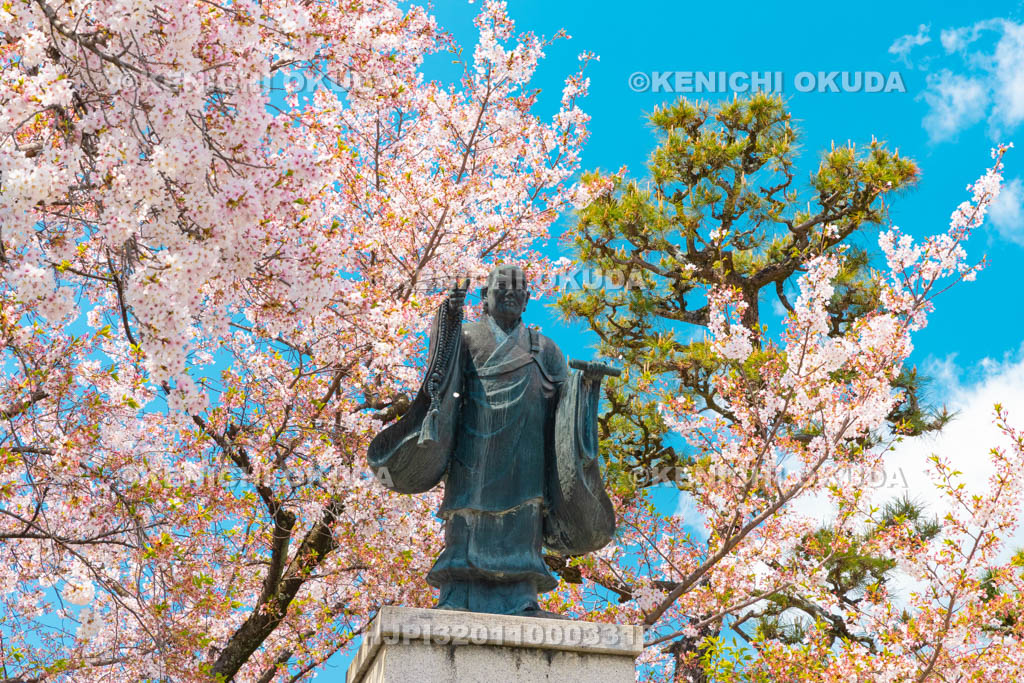京都府　妙蓮寺　桜と日像上人像