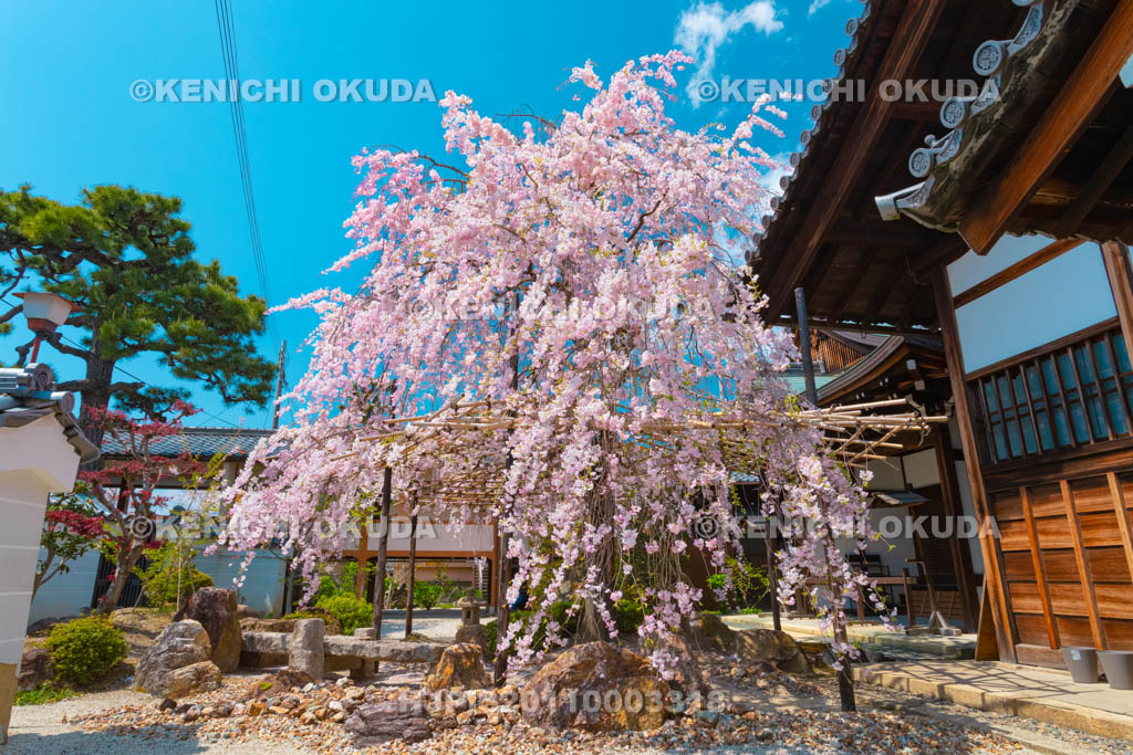 京都府　妙蓮寺　枝垂桜
